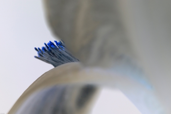 Photograph Lennette Newell Stamen on One Eyeland